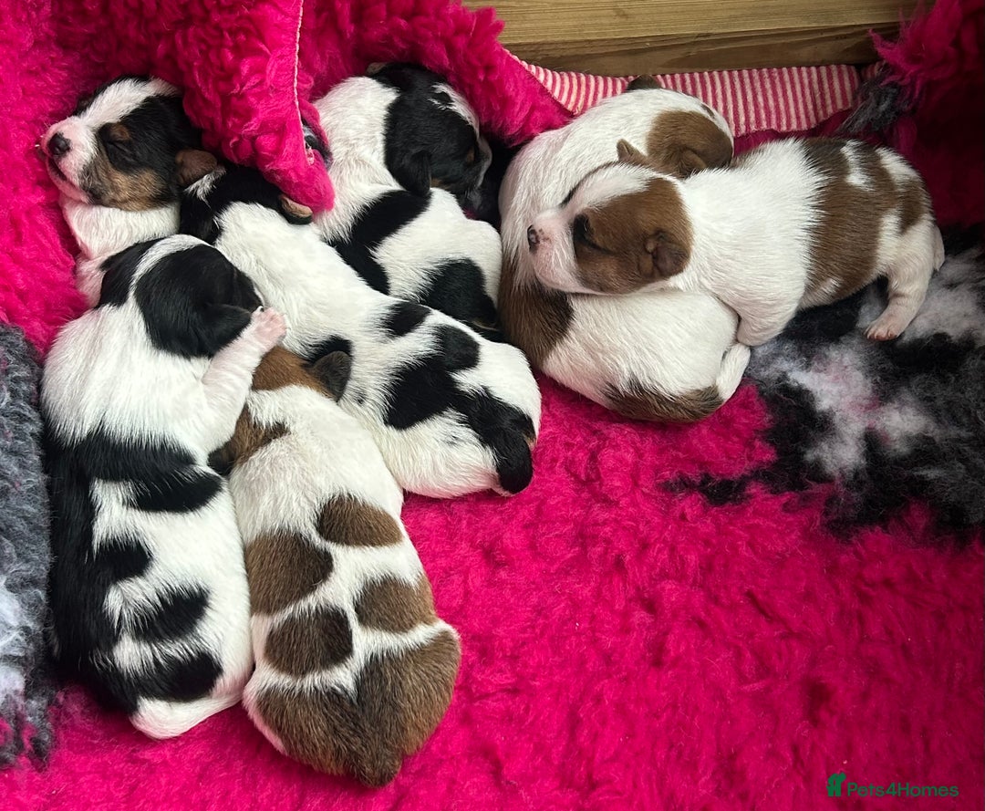 Jack Russell dogs for sale: Gorgeous Mini Jack Russell Terriers - Image 4