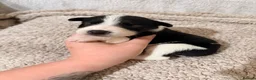 Mixed Breed dogs for sale: 🐾✨ TWO Border Collie x Blue Heeler Pups left ✨🐾 - Advert 40