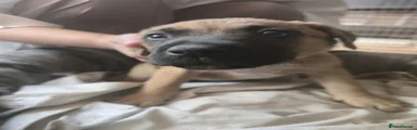 Mixed Breed 2