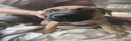 Mixed Breed dogs for sale: Cane Corso American Bulldog Puppies Family Raised  - Advert 6