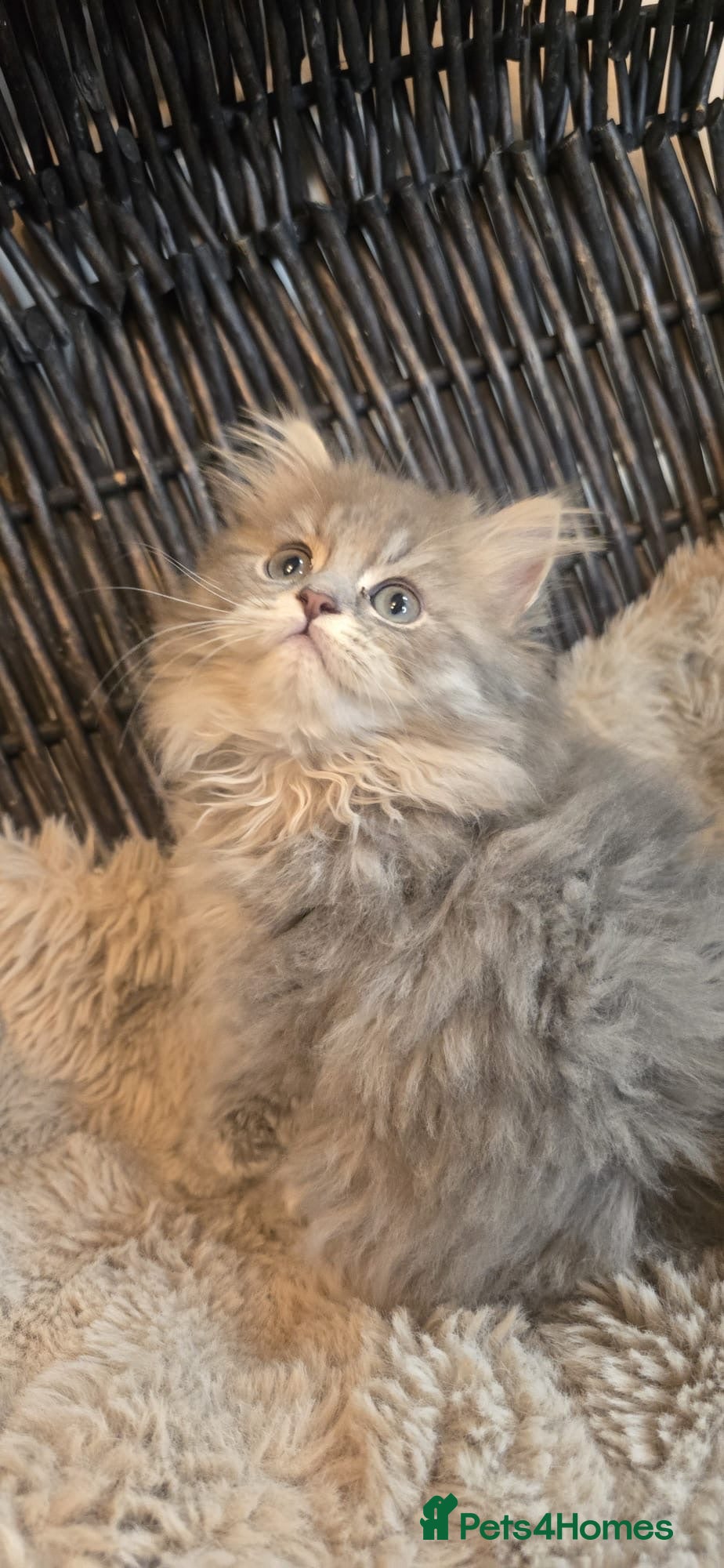 Persian cats Adorable pure Persian babies ready now  - Advert 6