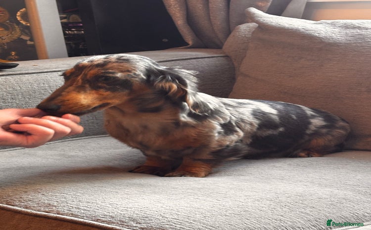 Dachshund dogs - Advert 4