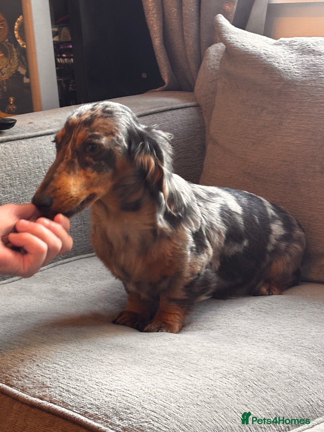 Dachshund dogs for sale: 2 girl fluffy dachshund puppys 6 months old  - Image 1