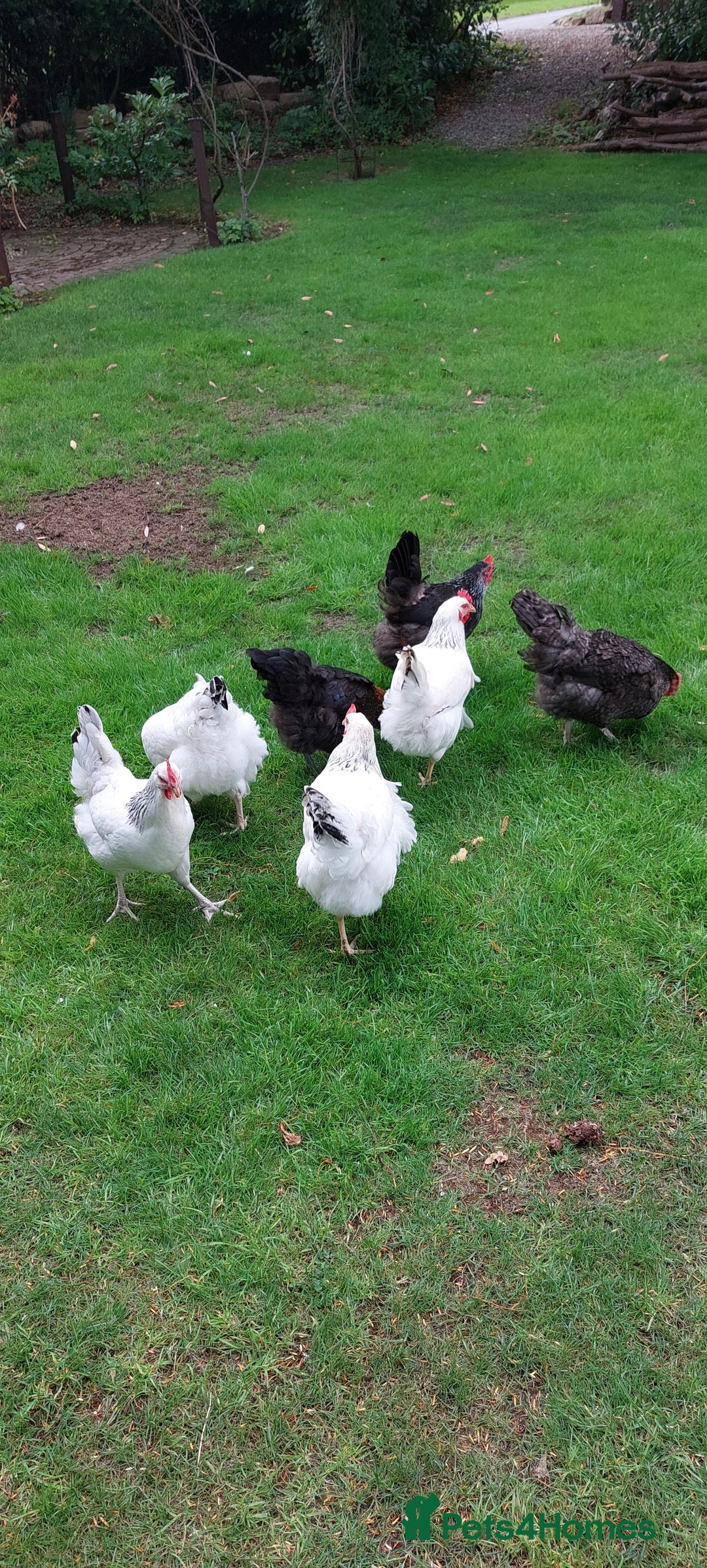 Chickens poultry for sale: Pure Breed Point of lay hens - Image 10