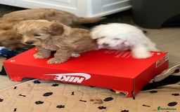 Cavapoo dogs for sale: LAST GIRL LOOKING FOR A FOREVER HOME 🏠  - Image 4