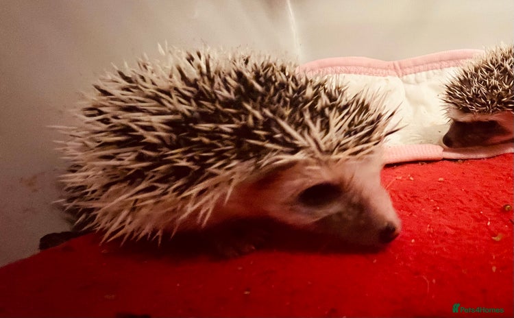 Pygmy Hedgehog rodents - Advert 4