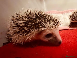 Pygmy Hedgehog rodents - Advert 15