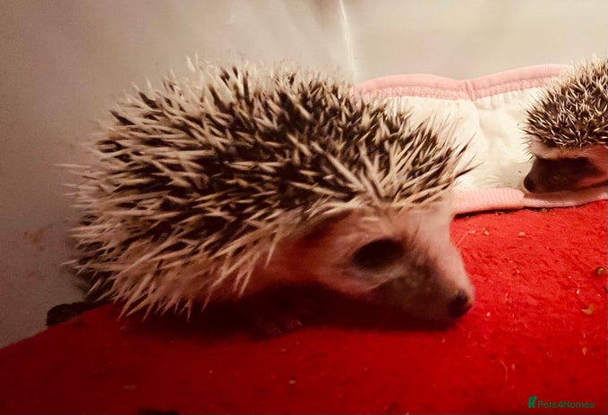 Pygmy Hedgehog rodents - Advert 4