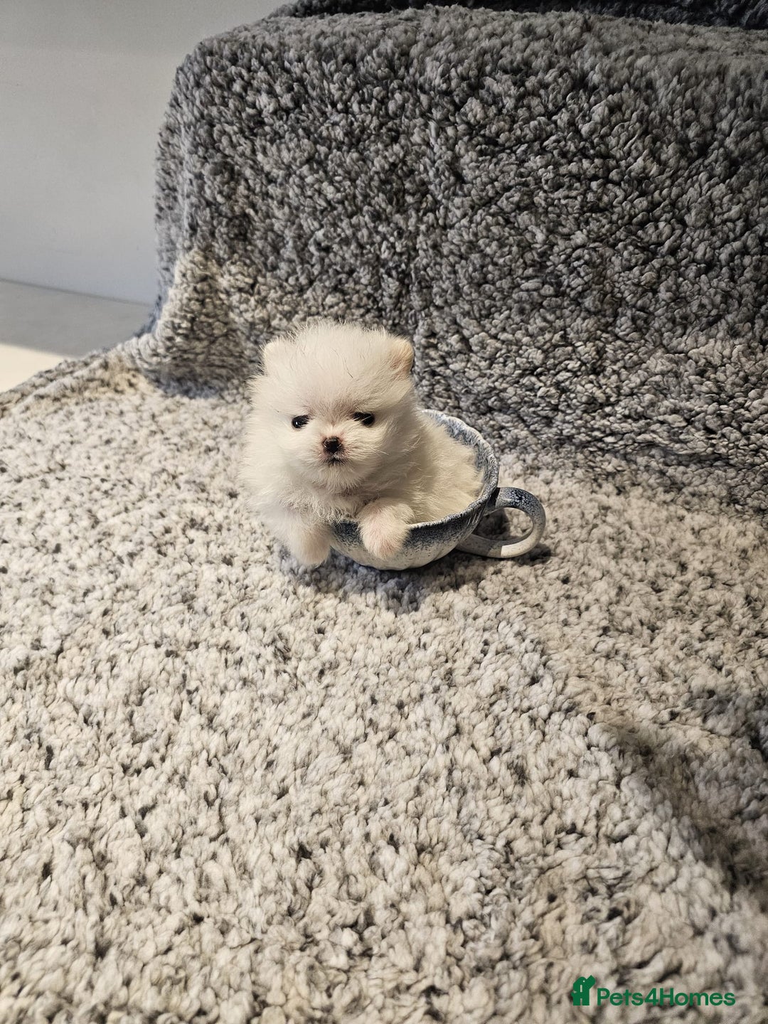 Pomeranian dogs for sale: Adorable mini Pomeranian ❤ - Advert 24