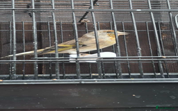 Mixed Breed birds for sale: 2025 Goldfinch mule  - Image 3