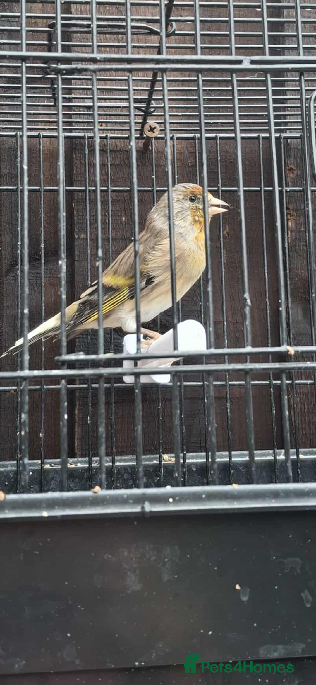 Mixed Breed birds for sale: 2025 Goldfinch mule  - Image 3