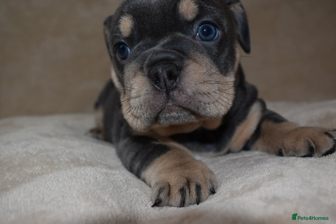 English Bulldog dogs for sale: English bulldog puppies for sale  - Advert 11