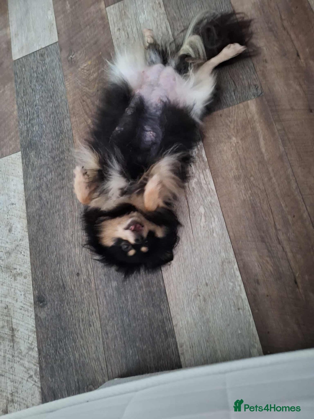 Pomeranian dogs for sale: Little cuties - Advert 4