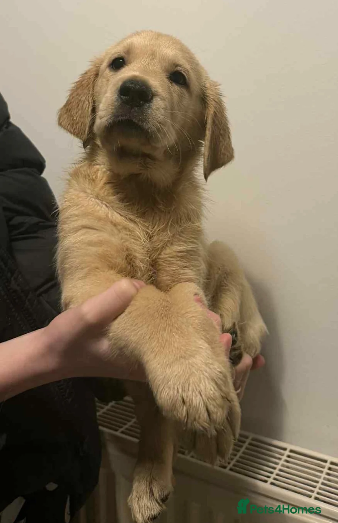 Goldador dogs for sale: READY NOW - Advert 4