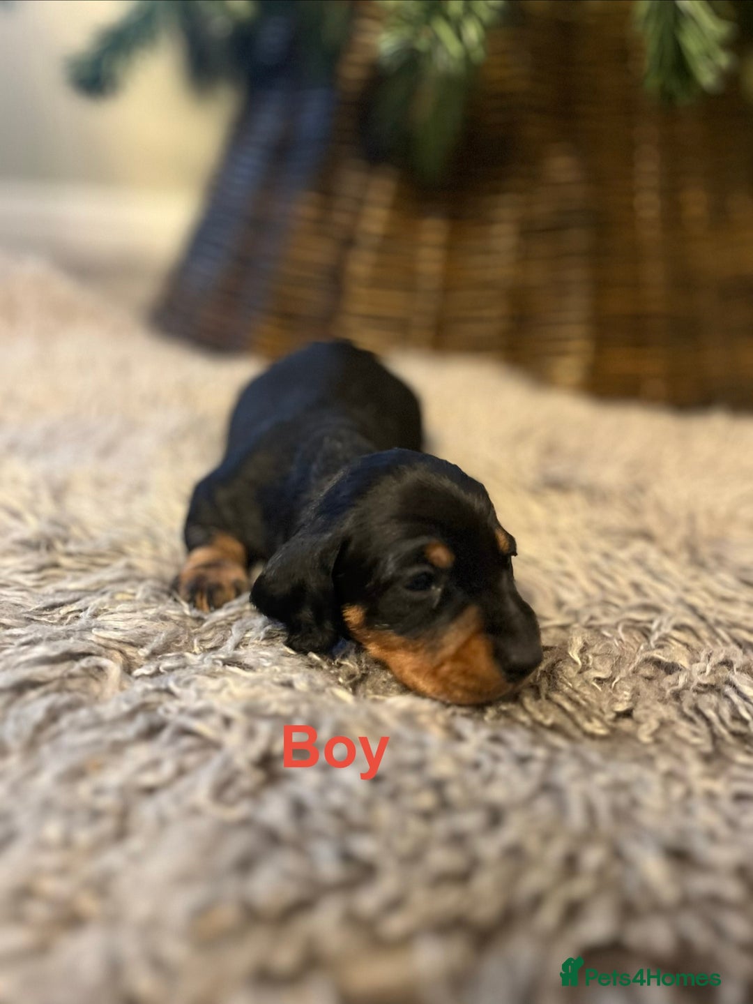 Miniature Dachshund dogs for sale: KC reg PRA clear Mini smooth Dachshund pups - Advert 11