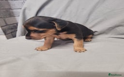 Patterdale Terrier dogs for sale: Patterdale pups - Image 6