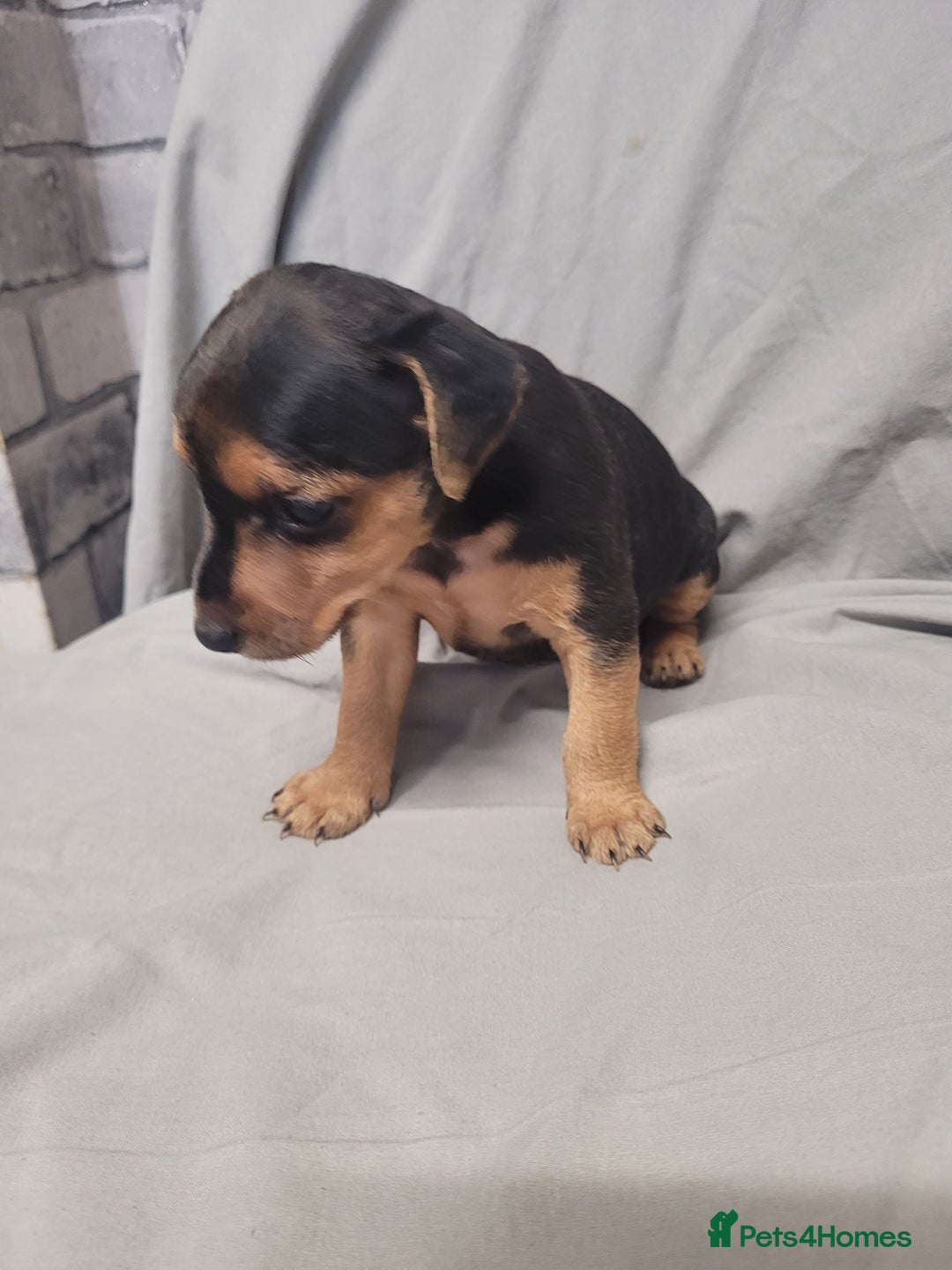 Patterdale Terrier dogs for sale: Patterdale pups - Image 6