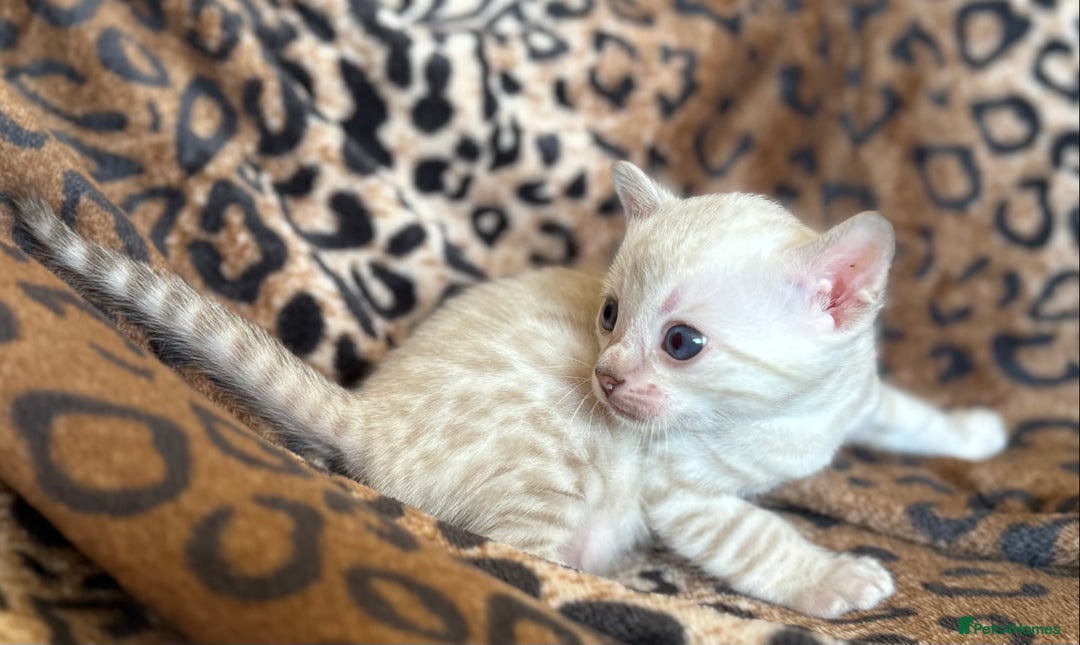 Bengal cats for sale: Outstanding Bengal kittens European Champion sire! - Image 6