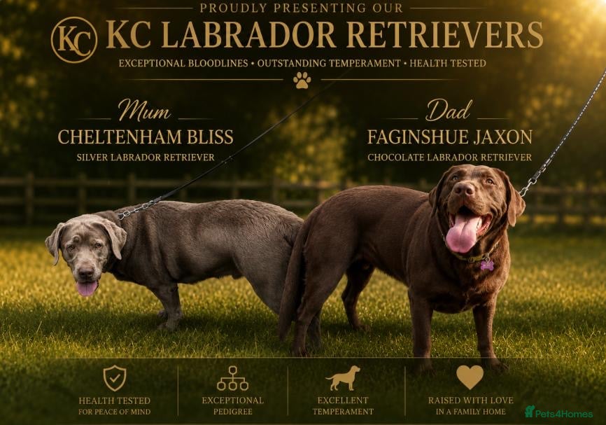 Labrador Retriever dogs Beautiful KC Chocolate Labrador Retriever Puppies - Advert 1
