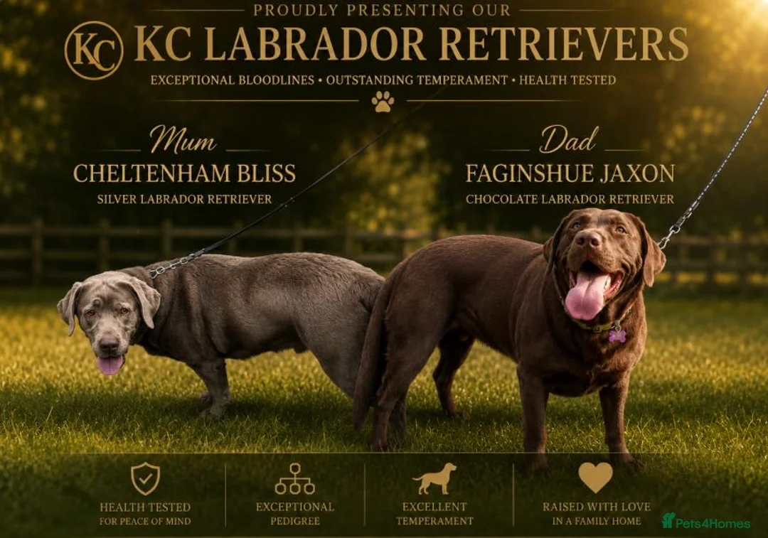 Labrador Retriever dogs for sale: Beautiful KC Chocolate Labrador Retriever Puppies - Advert 2