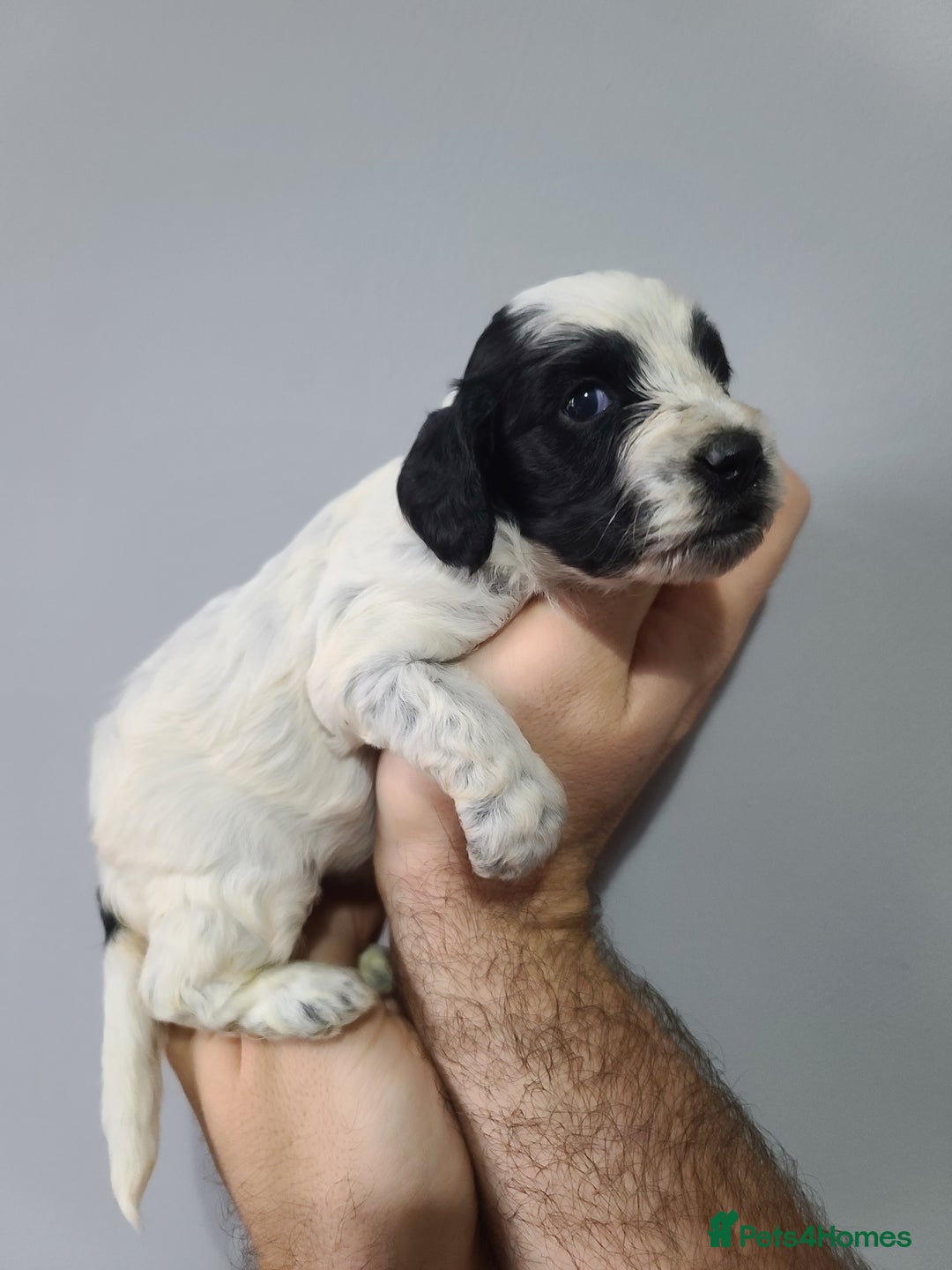 Cockapoo dogs for sale: F1 Cockapoos, Parti Roan. DNA HEALTH TESTED - Image 17
