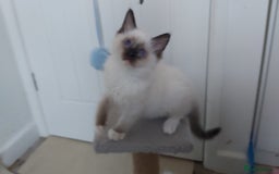 Ragdoll cats for sale: RAGDOLL SEAL POINT BLUE EYES READY NOW! - Image 10