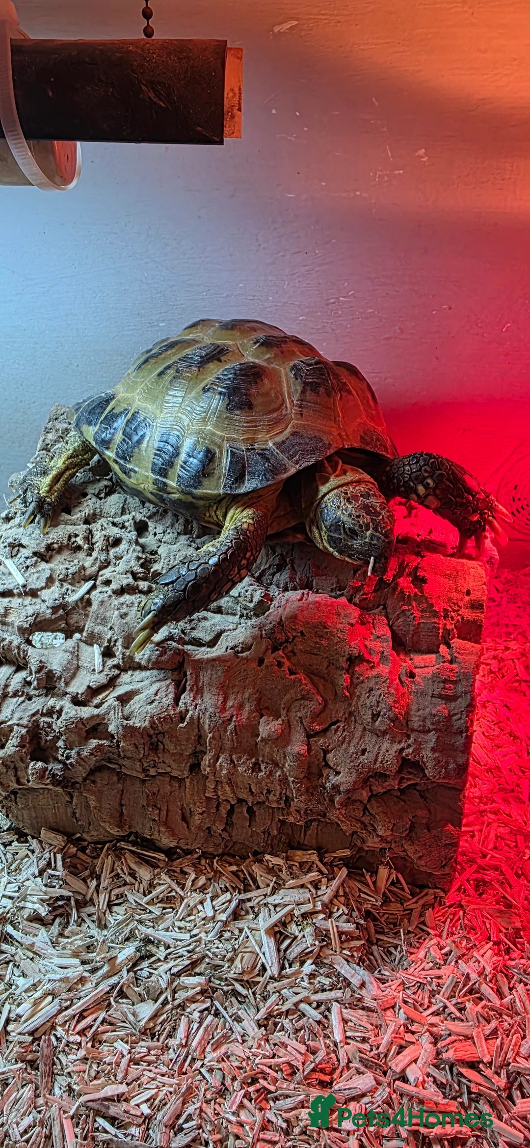 Hermann Tortoise reptiles for sale: Hermann tortoise for sale 🐢 - Advert 1
