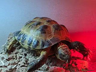 Hermann Tortoise reptiles Hermann tortoise for sale 🐢 - Advert 1