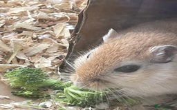 Gerbil rodents for sale: PLEASE HELP RECSUE MY GERBILE - Image 3