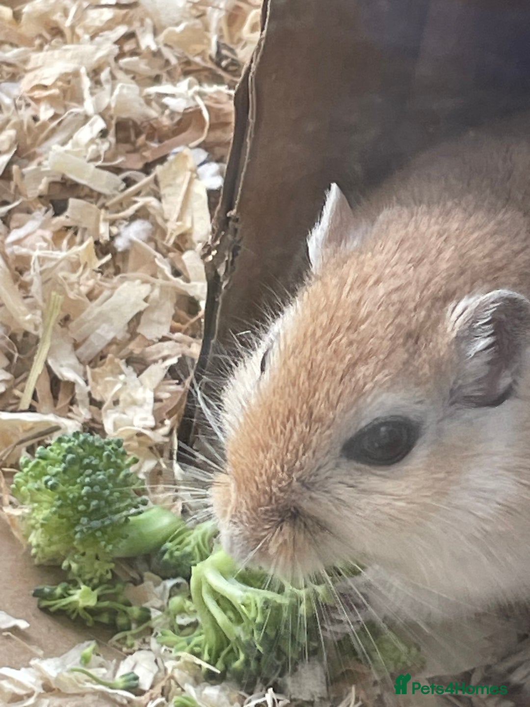 Gerbil rodents for sale: PLEASE HELP RECSUE MY GERBILE - Image 3