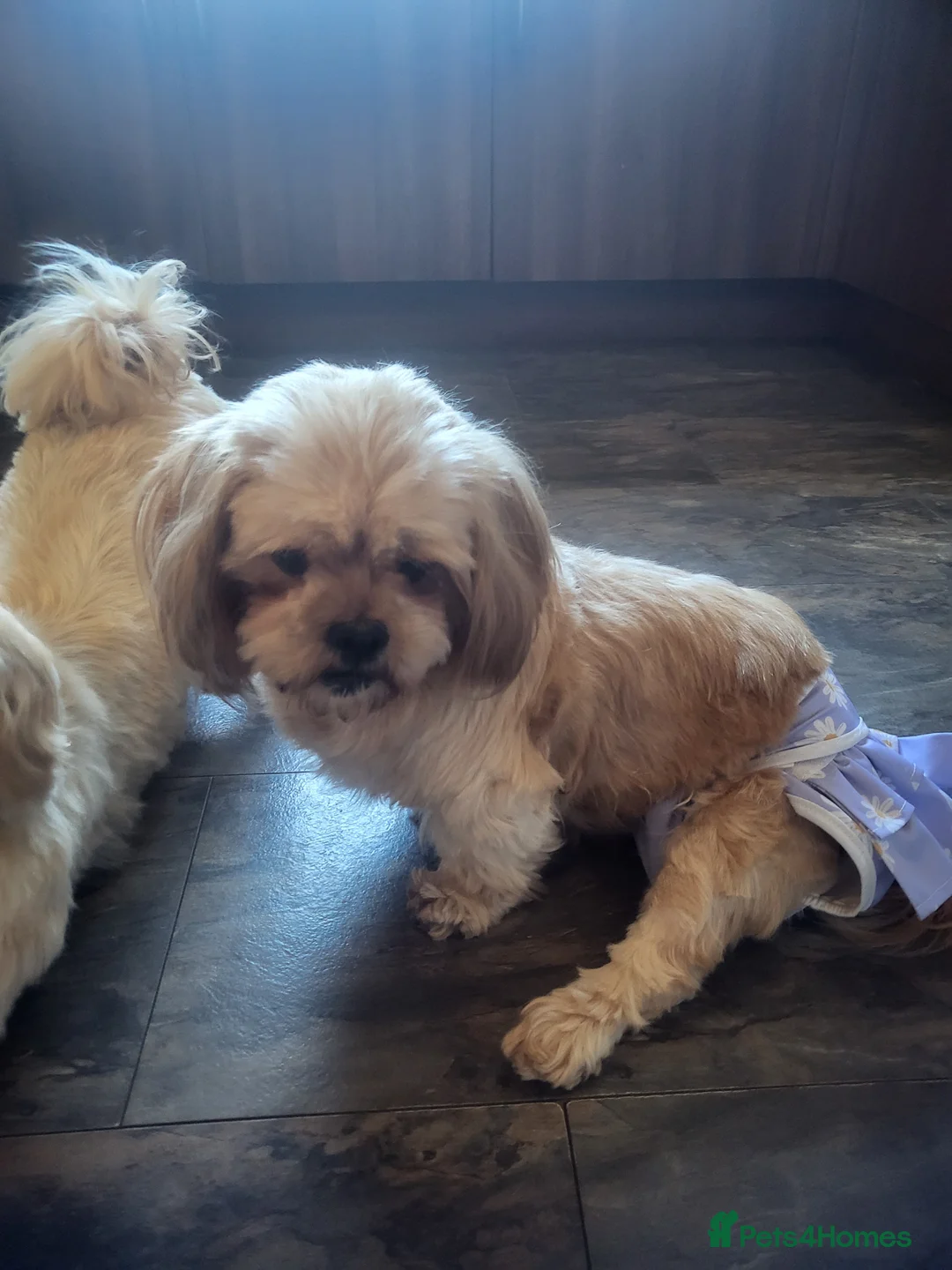 Shih Tzu dogs for sale: 5 Yr old shih tzu for rehoming - Advert 4