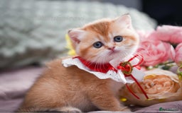 British Shorthair cats for sale: British shorthair Pedigree Neutered  - Image 5