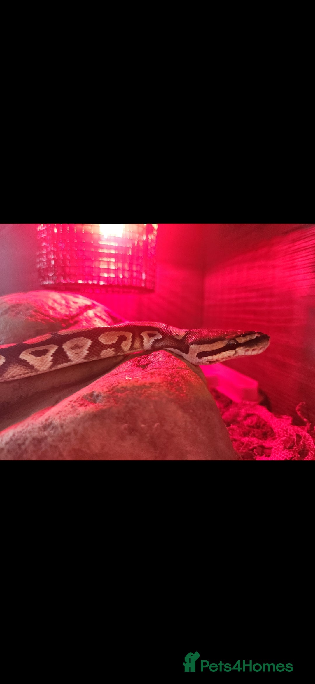 Python Snake reptiles for sale: Royal python including set up - Advert 5