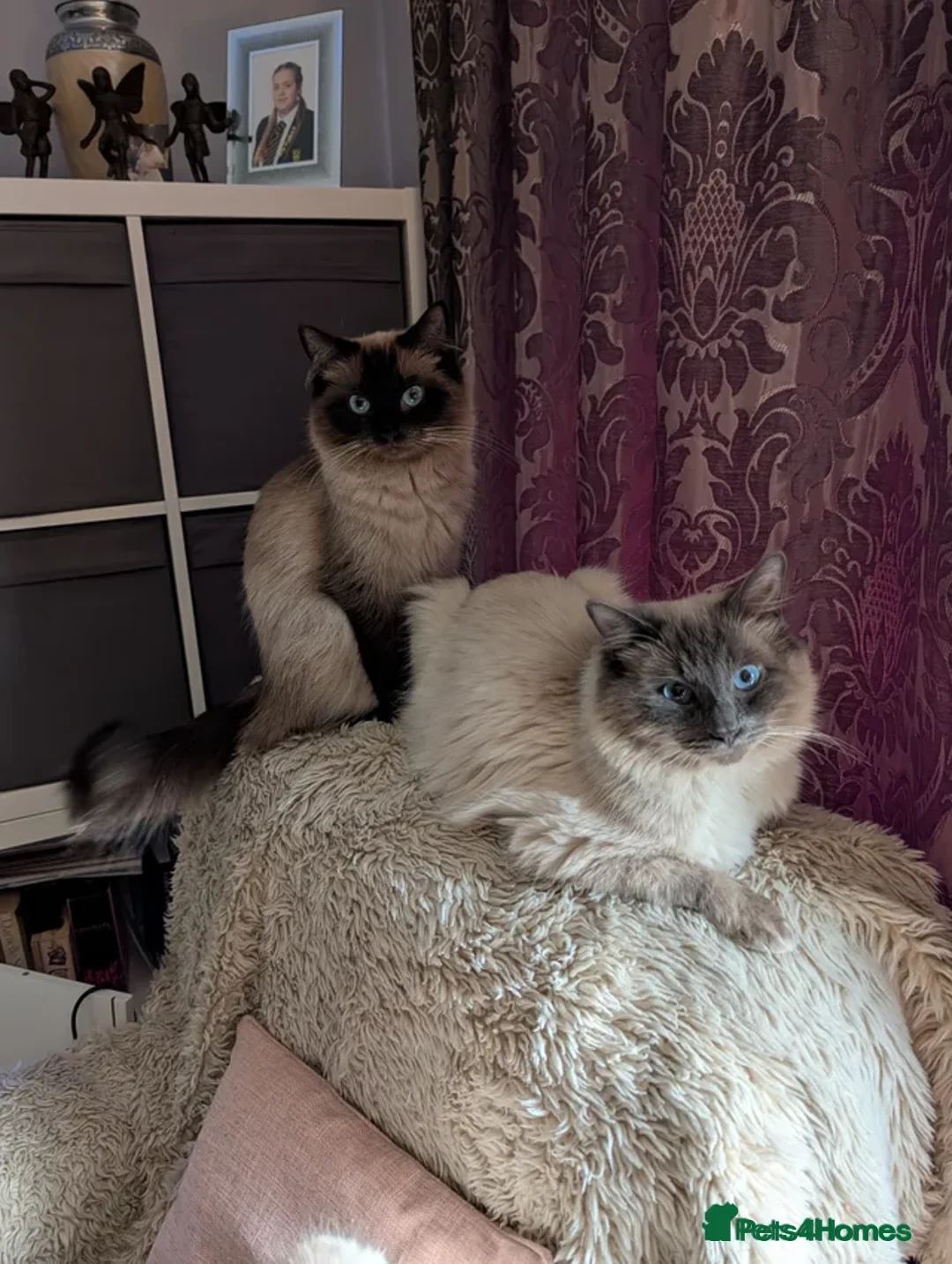 Ragdoll cats for sale: Lovley male ragdoll 700 ono - Advert 2