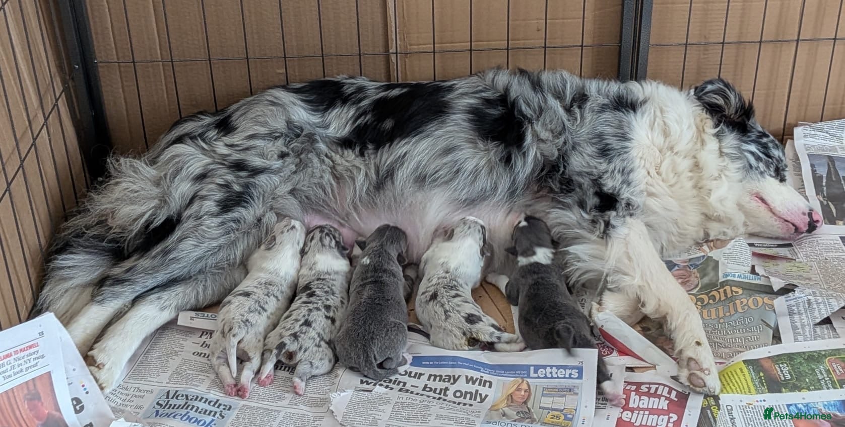 Border Collie dogs Border collie slate merle and blue or lilac pups - Advert 11