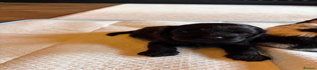 🤎 Our Gorgeous Chocolate Boy 🤎 