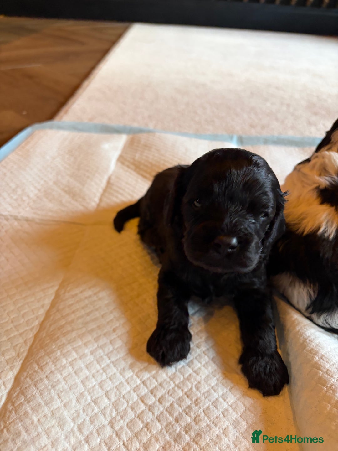 Cavapoo dogs for sale: Cavapoo (Cavalier Backcross) Puppies - Image 9