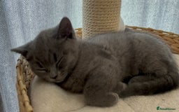 British Shorthair cats for sale: 🏆 pedigree British shorthair🏆 - Image 8