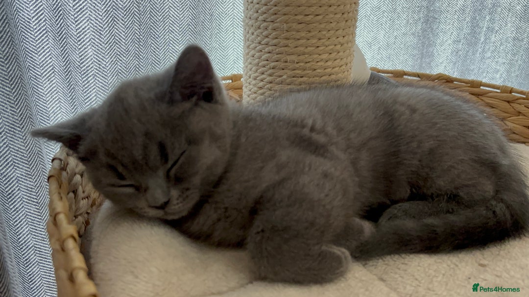 British Shorthair cats for sale: 🏆 pedigree British shorthair🏆 - Image 8