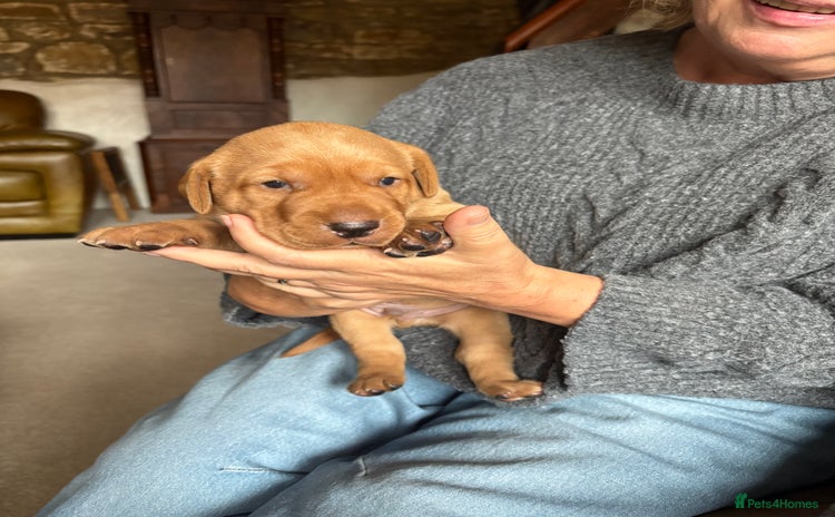 Labrador Retriever dogs - Advert 16
