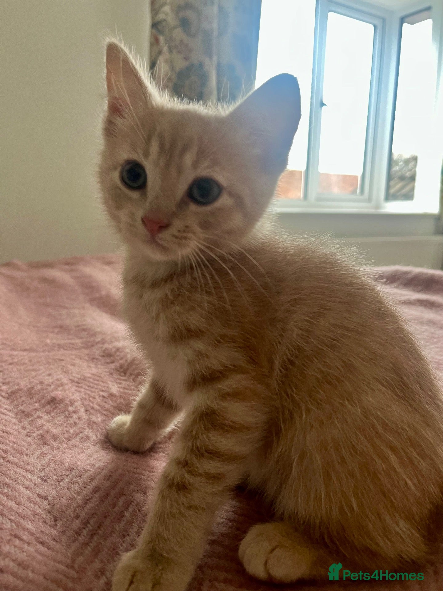 Ragdoll cats Ragdoll x British short hair ginger boy kitten  - Advert 5