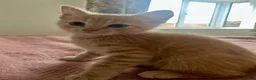 Ragdoll cats for sale: Ragdoll x British short hair ginger boy kitten  - Advert 1