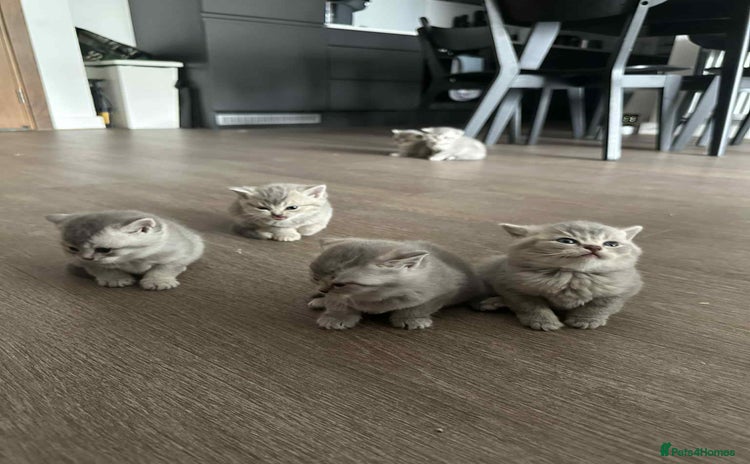British Shorthair cats - Advert 3
