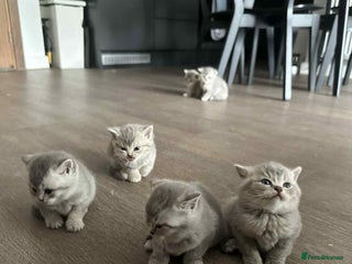 British Shorthair cats - Advert 11