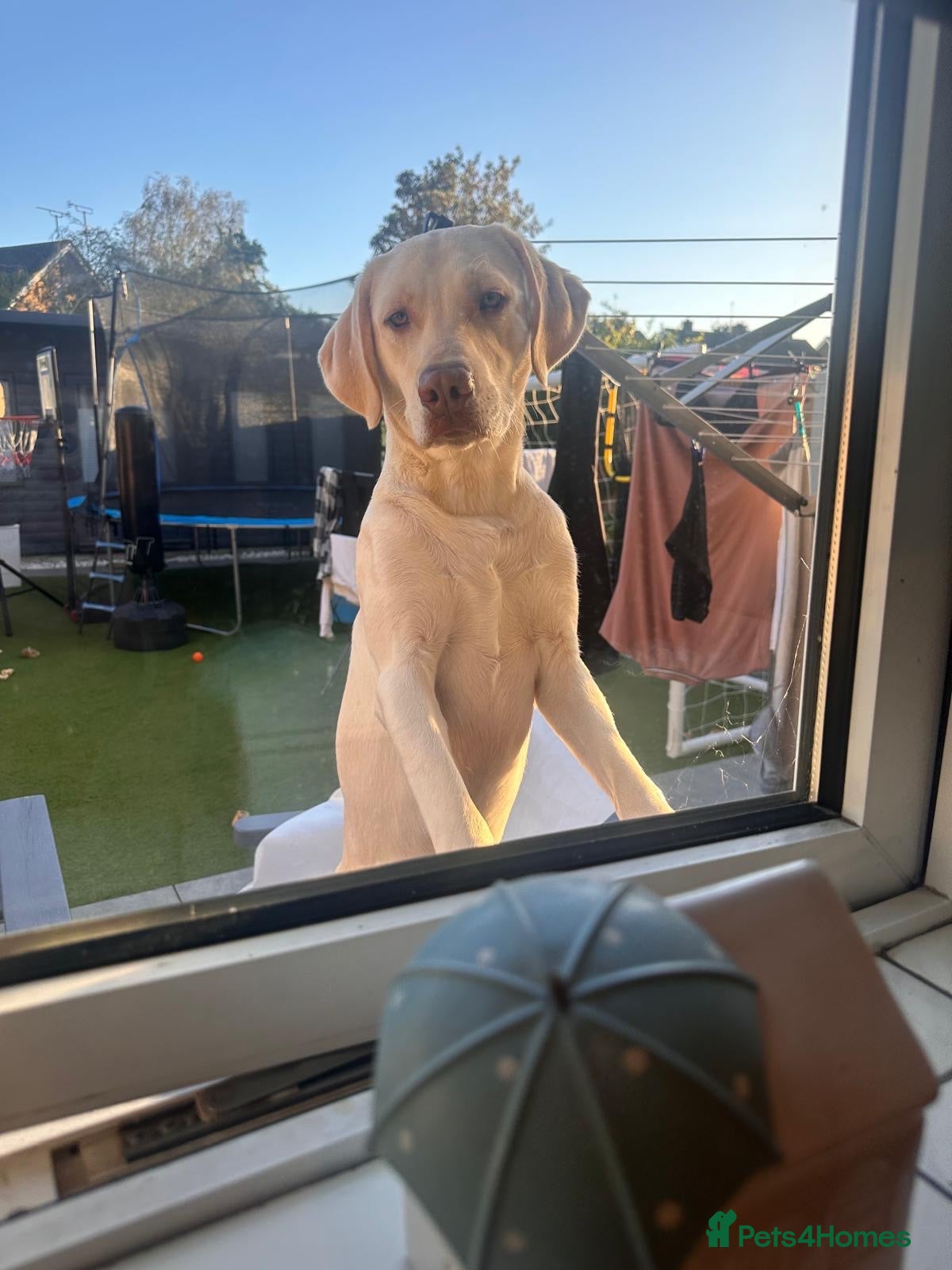 Labrador Retriever dogs 11 month Labrador  - Advert 3