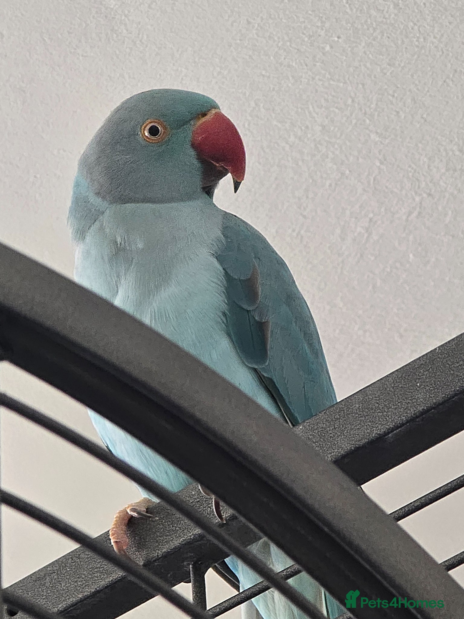 Ringnecks birds Blue male Ringneck for sale - Advert 1