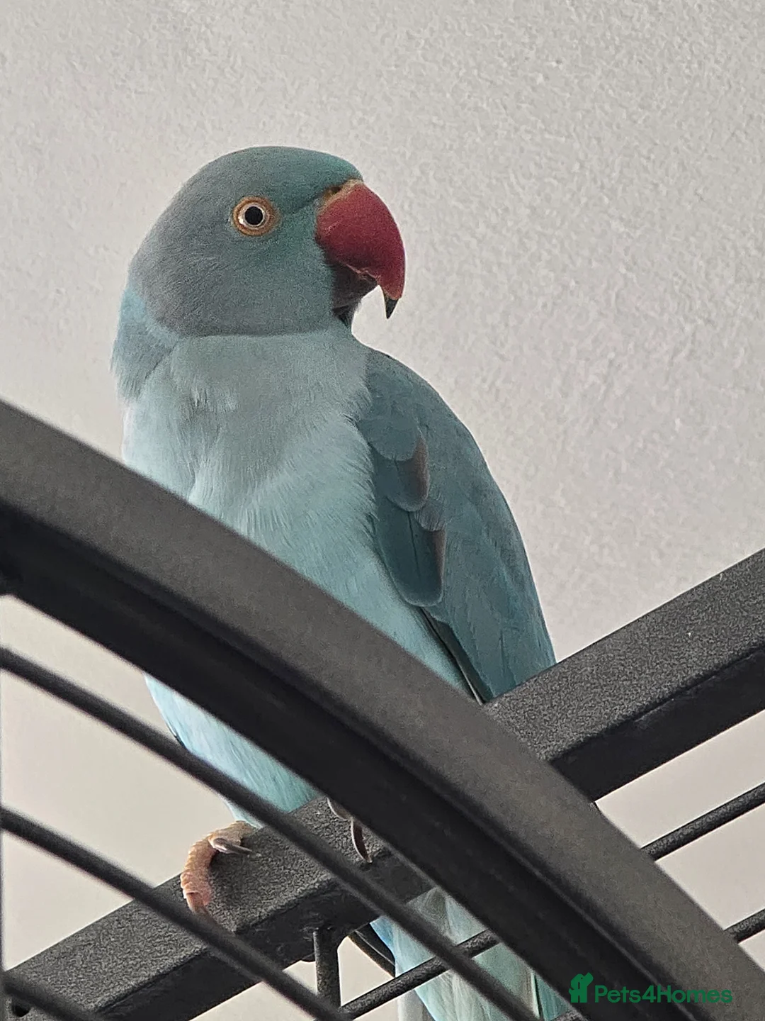 Ringnecks birds for sale: Blue male Ringneck for sale - Advert 1