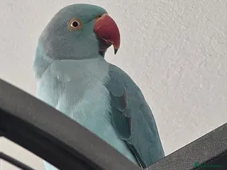 Ringnecks birds Blue male Ringneck for sale - Advert 1