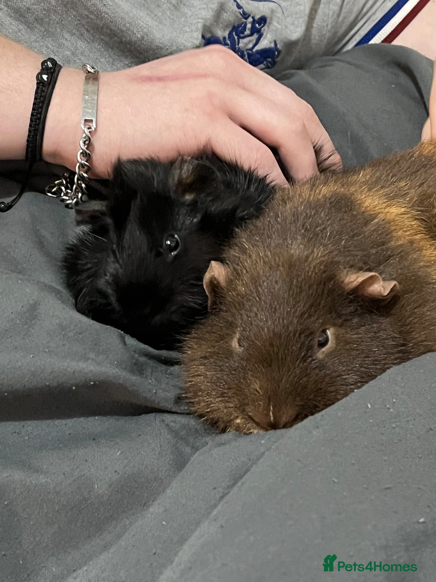 Guinea Pig rodents Urgent rehoming needed! (BONDED)  - Advert 2