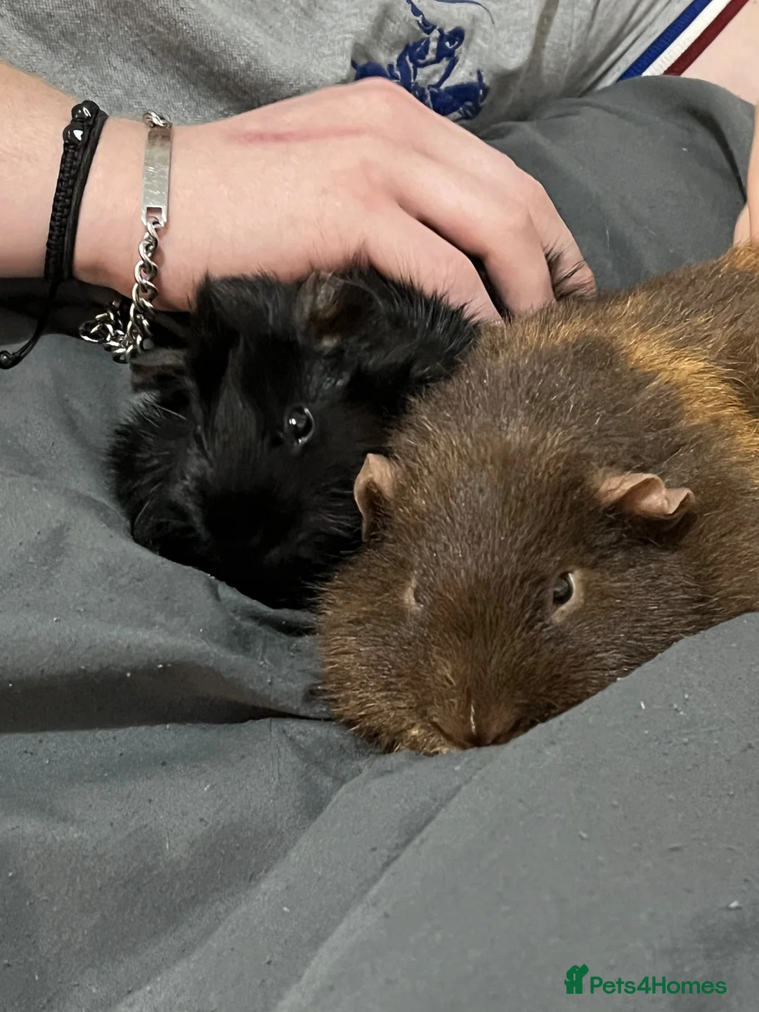 Guinea Pig rodents for sale: Urgent rehoming needed! (BONDED)  - Advert 2
